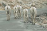 PICTURES/Mt. Evans - Idaho Springs, Colorado/t_Sheep Butts.JPG